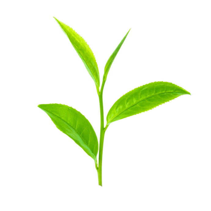 Why Should You Drink Whole Leaf Teas?